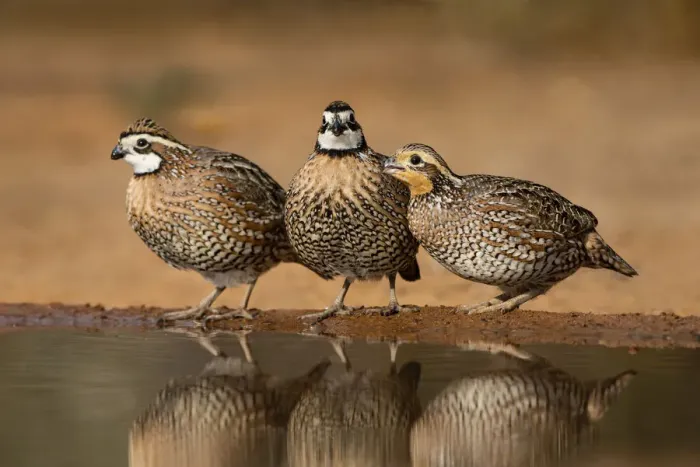 Framed Print : Northern Bobwhites drinking Framed Print : Northern Bobwhites drinking