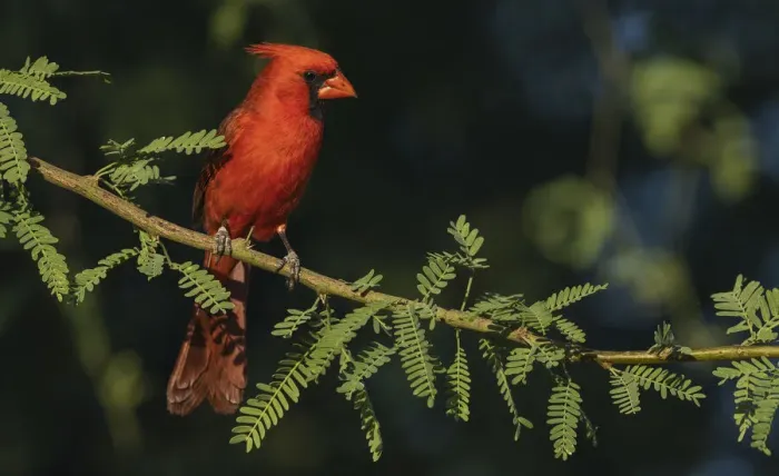 Framed Print : Northern cardinal Framed Print : Northern cardinal