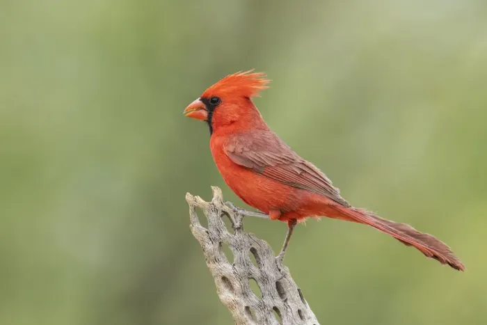 Framed Print : Northern cardinal Framed Print : Northern cardinal