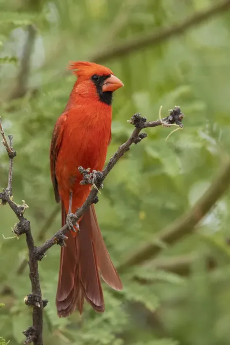 Framed Print : Northern cardinal