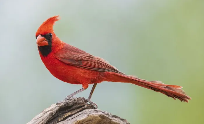 Framed Print : Northern cardinal Framed Print : Northern cardinal