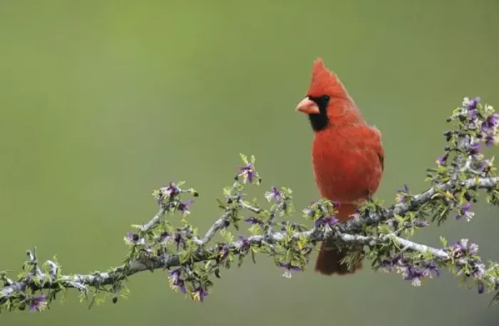 Framed Print : Northern Cardinal Framed Print : Northern Cardinal