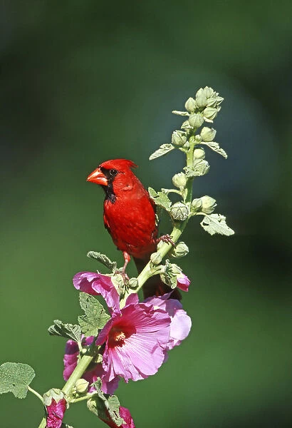 Northern Cardinal (Cardinalis cardinalis) male on Hollyhock (Alcea rosea) Marion Co. IL