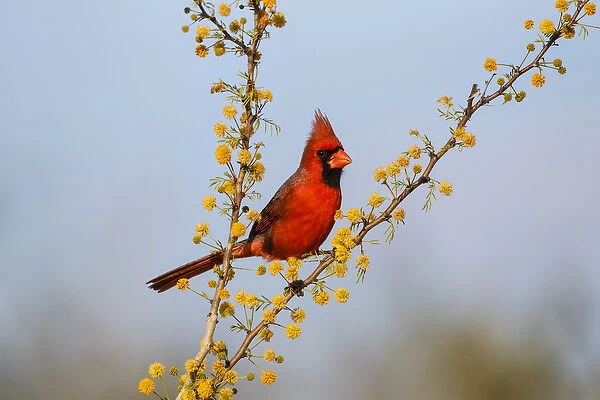 Northern Cardinal (Cardinalis cardinalis) male perched in blooming huishache tree