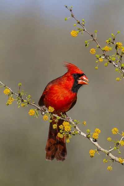 Northern Cardinal (Cardinalis cardinalis) male in huische tree