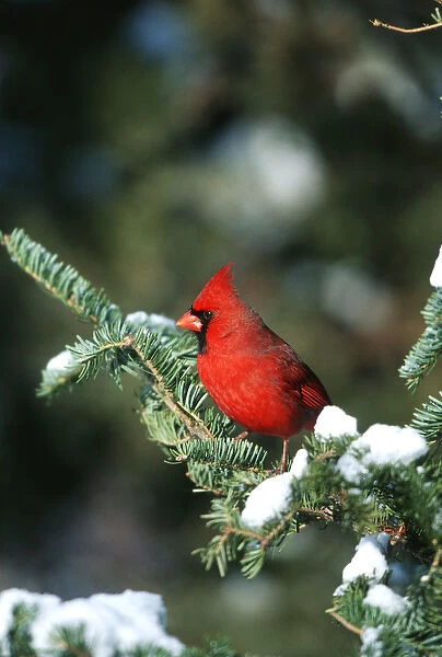 Northern Cardinal (Cardinalis cardinalis) male in Fir tree in winter Marion Co. IL