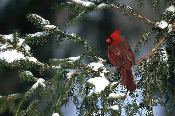 Northern Cardinal (Cardinalis cardinalis) male in spruce tree in winter IL