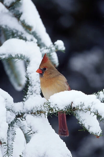 Northern Cardinal (Cardinalis cardinalis) female in Fir tree in winter, Marion Co. IL