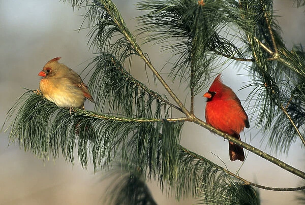Northern Cardinal (Cardinalis cardinalis) male and female in pine tree, Marion Co. IL