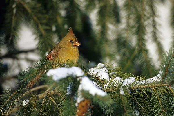 Northern Cardinal (Cardinalis cardinalis) female in spruce tree in winter, Marion Co. IL