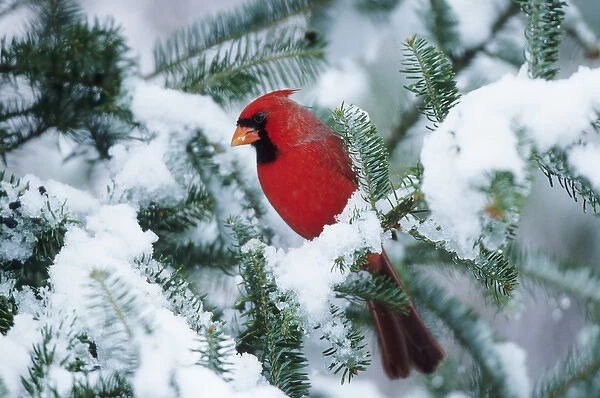 Northern Cardinal (Cardinalis cardinalis) male in fir tree in winter, Marion Co. IL