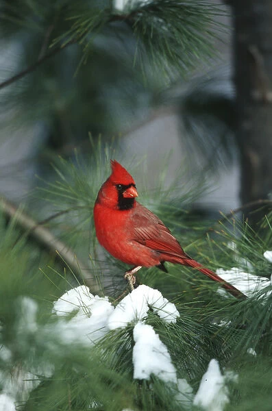 Northern Cardinal (Cardinalis cardinalis) male in Pine tree in winter Marion Co. IL