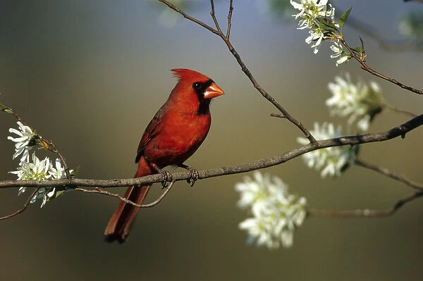 Northern Cardinal (Cardinalis cardinalis) male on Flowering Serviceberry tree (Amelanchier