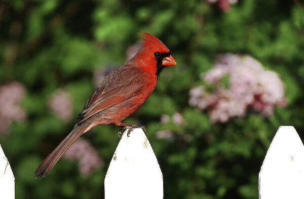 Northern Cardinal (Cardinalis cardinalis) male on picket fence near Dwarf Korean Lilac