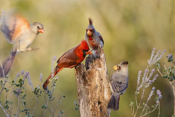 Northern Cardinal (Cardinalis cardinalis) and Pyrrhuloxia (Cardinalis sinuatus) perched