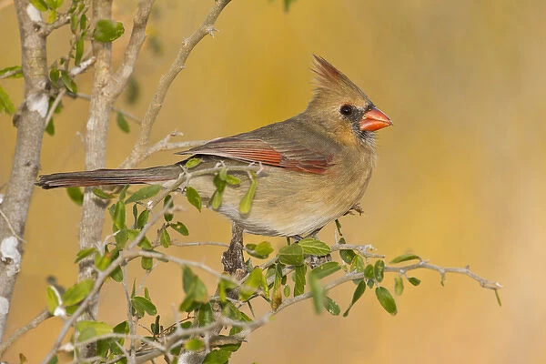 Northern Cardinal (Cardinalis cardinalis) female perched on branch