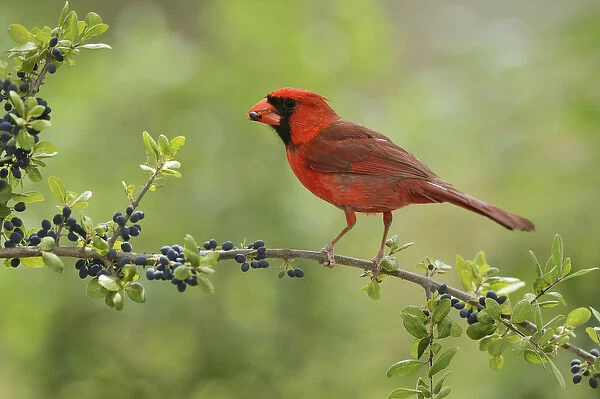 Northern Cardinal (Cardinalis cardinalis), adult male eating Elbow bush (Forestiera