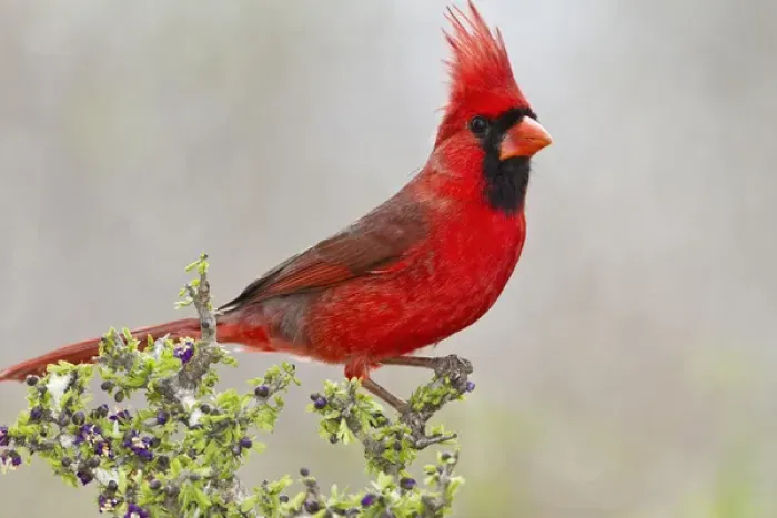 Framed Print : Northern Cardinal, Cardinalis cardinalis, adult male perched in brushy cover