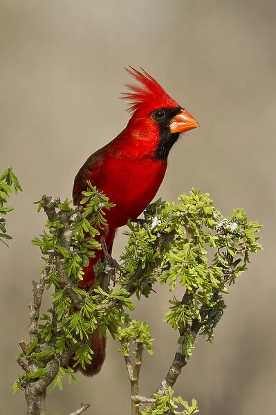 Northern Cardinal (Cardinalis cardinalis) male perched