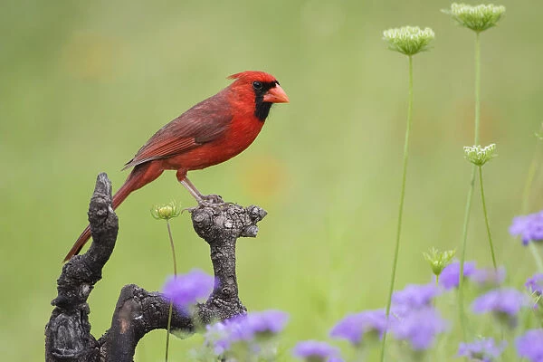 Northern Cardinal (Cardinalis cardinalis) male perched on limb