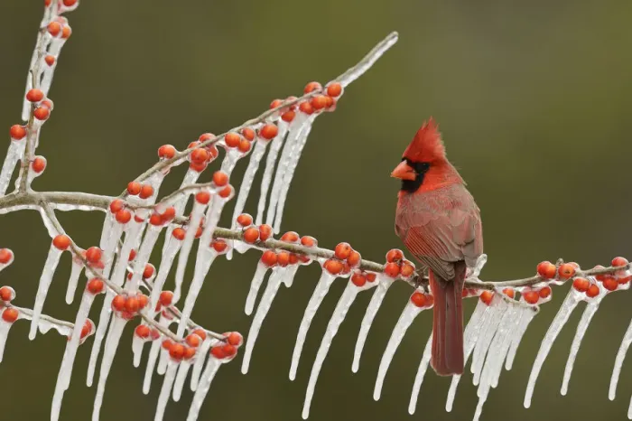 Framed Print : Northern Cardinal (Cardinalis cardinalis), adult male perched on icy branch of Possum Haw Holly