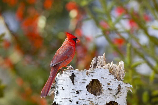 Northern Cardinal (Cardinalis cardinalis) male Marion Co. IL