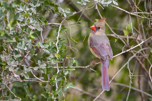 Northern cardinal (Cardinalis cardinalis) female perched
