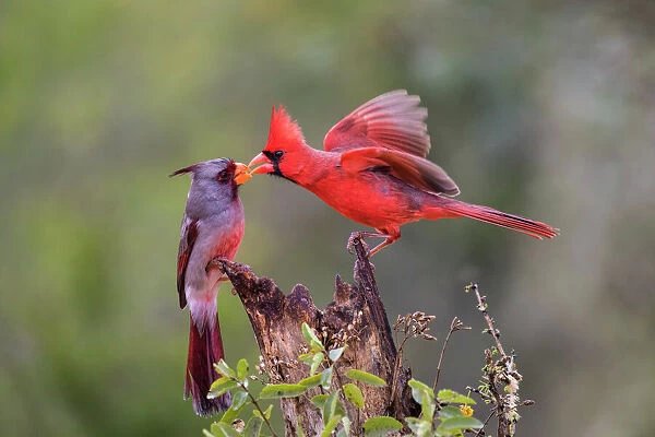 Northern cardinal (Cardinalis cardinalis) and Pyrrhuloxia (Cardinalis sinuatus) males