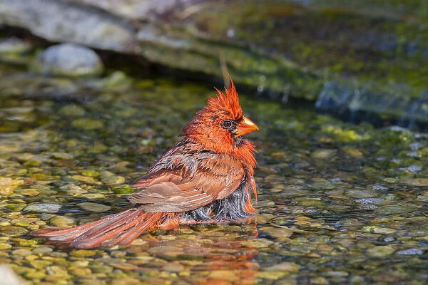 Northern Cardinal (Cardinalis cardinalis) male bathing Marion County, Illinois