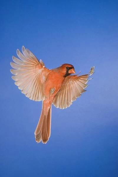 Northern Cardinal, Cardinalis cardinalis, male in flight, New Braunfels, Hill Country