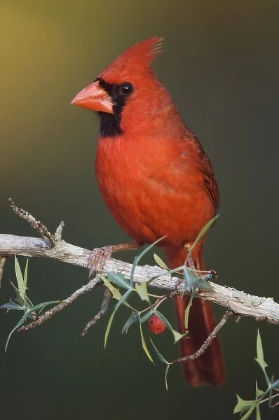 Northern Cardinal, Cardinalis cardinalis, male on Agarita (Berberis trifoliolata)