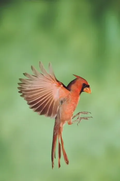 Framed Print : Northern Cardinal, Cardinalis cardinalis