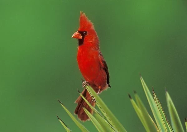 Northern Cardinal, Cardinalis cardinalis, male on Trecul Yucca (Yucca treculeana)