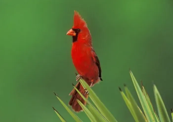 Framed Print : Northern Cardinal, Cardinalis cardinalis, male on Trecul Yucca (Yucca treculeana) Framed Print : Northern Cardinal, Cardinalis cardinalis, male on Trecul Yucca (Yucca treculeana)