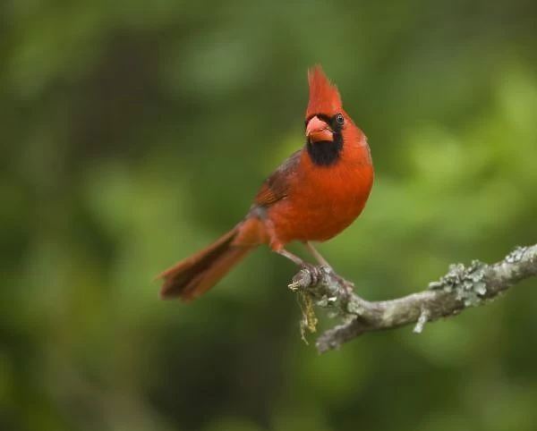 Northern Cardinal, Cardinalis cardinalis, Coastal Texas