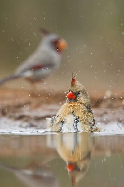 Northern Cardinal (Cardinalis cardinalis) female bathing
