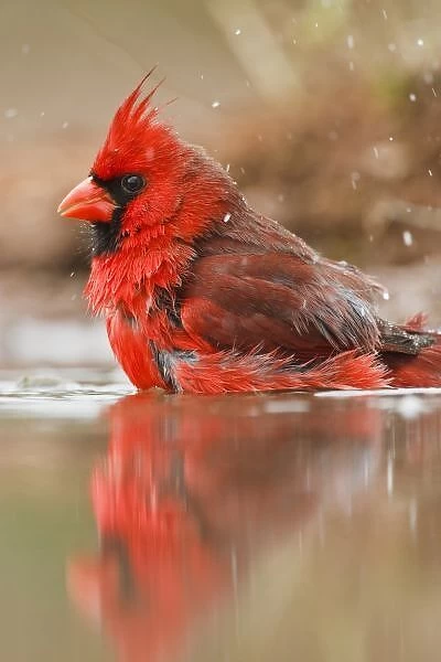 Northern Cardinal (Cardinalis cardinalis) male bathing in pond, Starr Co. Texas