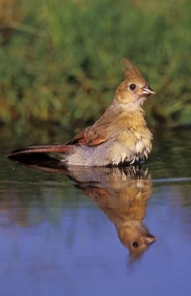Northern Cardinal, Cardinalis cardinalis, young bathing, Lake Corpus Christi, Texas, USA