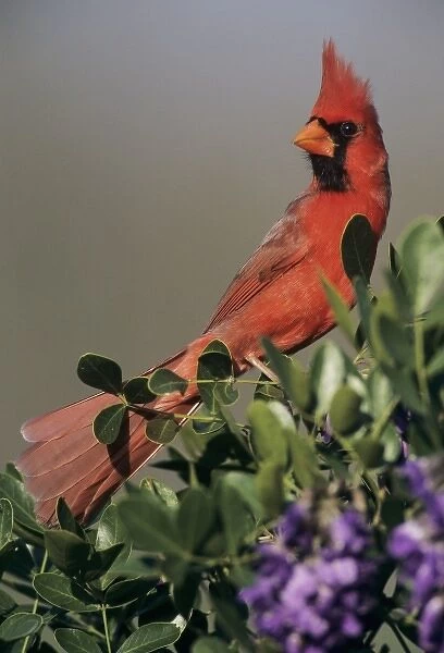 Northern Cardinal, Cardinalis cardinalis, male on blooming Texas Mountain Laurel