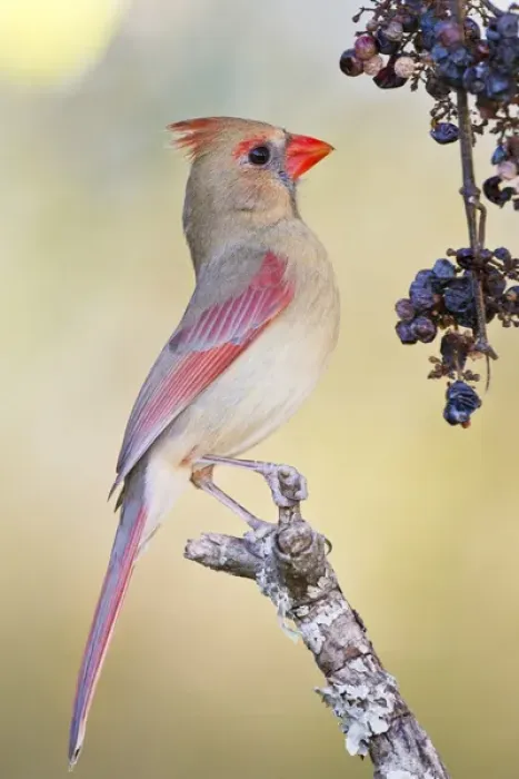 Framed Print : Northern Cardinal (Cardinalis cardinalis) adult female feeding on wild grapes Framed Print : Northern Cardinal (Cardinalis cardinalis) adult female feeding on wild grapes