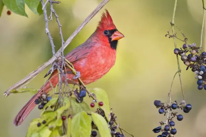 Framed Print : Northern Cardinal (Cardinalis cardinalis) adult male feeding on wild grapes Framed Print : Northern Cardinal (Cardinalis cardinalis) adult male feeding on wild grapes