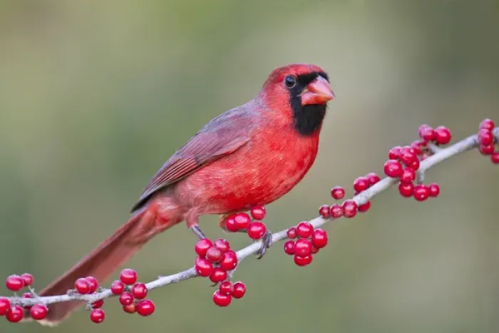 Framed Print : Northern Cardinal (Cardinalis cardinalis) adult male perched on branch Framed Print : Northern Cardinal (Cardinalis cardinalis) adult male perched on branch