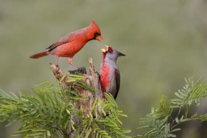 Framed Print : Northern Cardinal (Cardinalis cardinalis) defending perch Framed Print : Northern Cardinal (Cardinalis cardinalis) defending perch