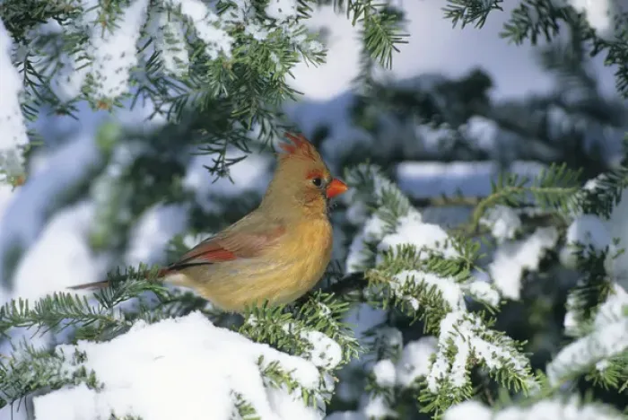Framed Print : Northern Cardinal (Cardinalis cardinalis) female, Marion Co. IL