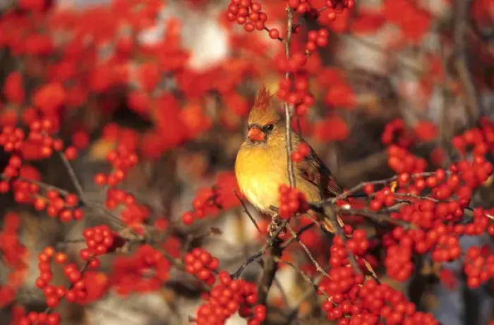 Framed Print : Northern Cardinal (Cardinalis cardinalis) female in Common Winterberry (Ilex verticillata) Framed Print : Northern Cardinal (Cardinalis cardinalis) female in Common Winterberry (Ilex verticillata)