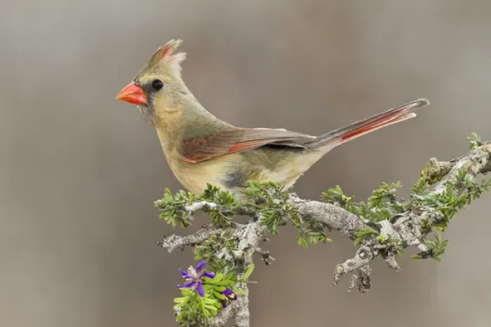 Framed Print : Northern Cardinal (Cardinalis cardinalis) female perched on branch