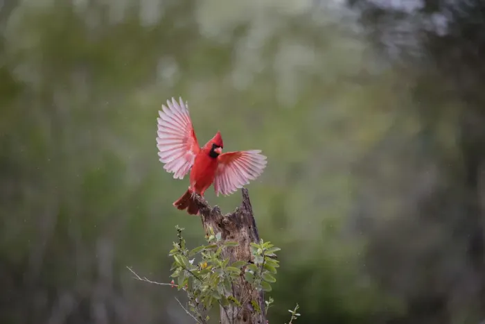 Framed Print : Northern cardinal (Cardinalis cardinalis) landing Framed Print : Northern cardinal (Cardinalis cardinalis) landing