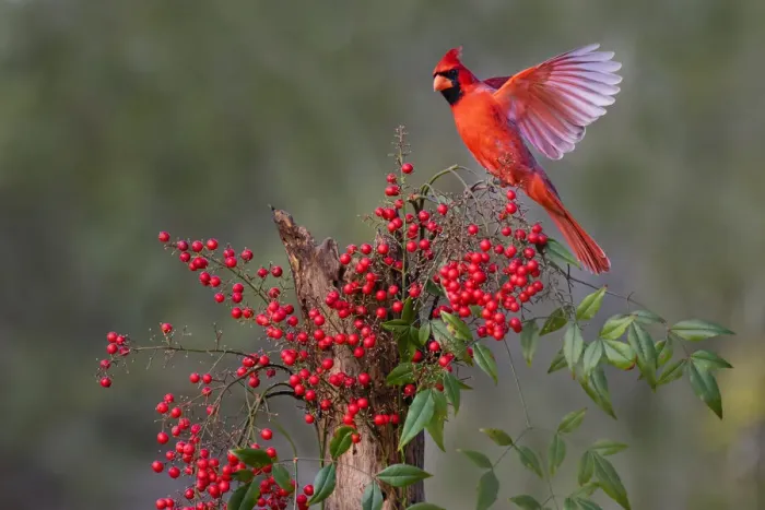 Framed Print : Northern Cardinal (Cardinalis cardinalis) landing