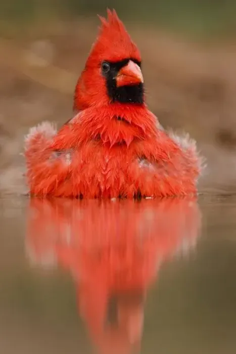 Framed Print : Northern Cardinal (Cardinalis cardinalis) male bathing in pond, Starr Co. Texas