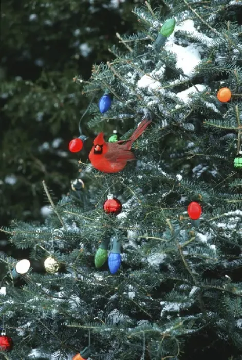 Framed Print : Northern Cardinal (Cardinalis cardinalis) male in Christmas tree in winter, Marion Co